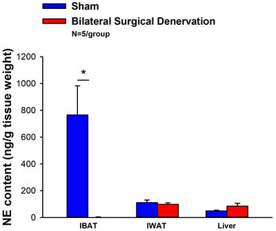 Sympathetic innervation of interscapular brown adipose tissue is not a predominant mediator of oxytocin-elicited reductions of body weight and adiposity in male diet-induced obese mice